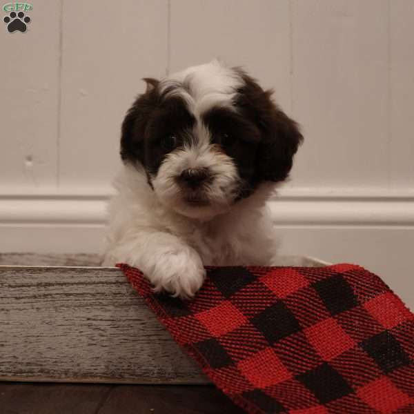 Winter, Teddy Bear Puppy